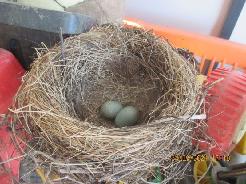 Amseleier im Nest